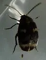 Mexican Bean Weevil