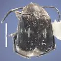 Mexican Bean Weevil - photo 2