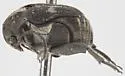 Mexican Bean Weevil - photo 3
