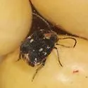 Mexican Bean Weevil - photo 4