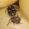 Mexican Bean Weevil - photo 5