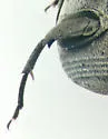 Zabrotes subnitens - photo 5