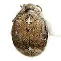 Zabrotes victoriensis