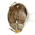 Zabrotes victoriensis - photo 2