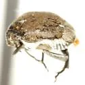 Zabrotes victoriensis - photo 3