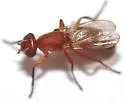 Zacompsia fulva