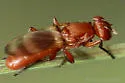 Zacompsia fulva - photo 2