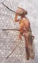 Zacompsia fulva - photo 3