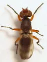 Zacompsia fulva - photo 4
