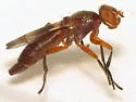 Zacompsia fulva - photo 5