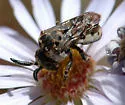 Zacosmia maculata - Zacosmia maculata
