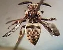 Zacosmia maculata - photo 2