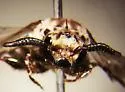 Zacosmia maculata - photo 3
