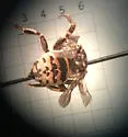 Zacosmia maculata - photo 4