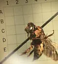 Zacosmia maculata - photo 5