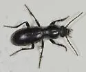 Zacotus matthewsii - photo 4