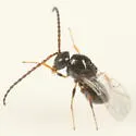 Zaeucoila robusta