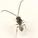 Zaeucoila robusta - photo 2