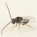 Zaeucoila robusta - photo 3