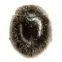 Zagloba hystrix