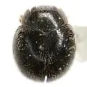 Zagloba hystrix - photo 2