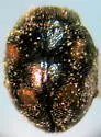 Zagloba ornata