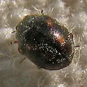 Zagloba ornata - photo 2