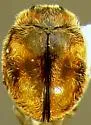 Zagloba ornata - photo 3