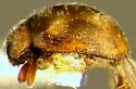 Zagloba ornata - photo 4