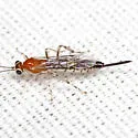 Zaglyptus pictilis - photo 2