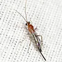 Zaglyptus pictilis - photo 3