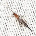Zaglyptus pictilis - photo 4