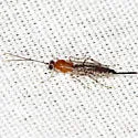Zaglyptus pictilis - photo 5