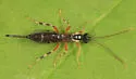Zaglyptus varipes
