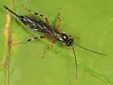 Zaglyptus varipes - photo 2