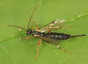 Zaglyptus varipes - photo 3