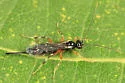 Zaglyptus varipes - photo 4