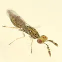 Zagrammosoma americanum