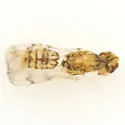 Zagrammosoma americanum - photo 2