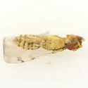 Zagrammosoma americanum - photo 3
