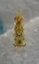 Zagrammosoma americanum - photo 4