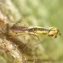Zagrammosoma centrolineatum