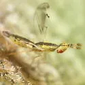 Zagrammosoma centrolineatum - photo 2