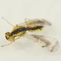 Zagrammosoma centrolineatum - photo 3
