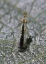 Zagrammosoma centrolineatum - photo 4
