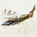 Zagrammosoma flavolineatum