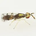 Zagrammosoma flavolineatum - photo 2