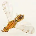 Zagrammosoma interlineatum