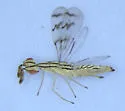 Zagrammosoma multilineatum