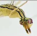 Zagrammosoma multilineatum - photo 2